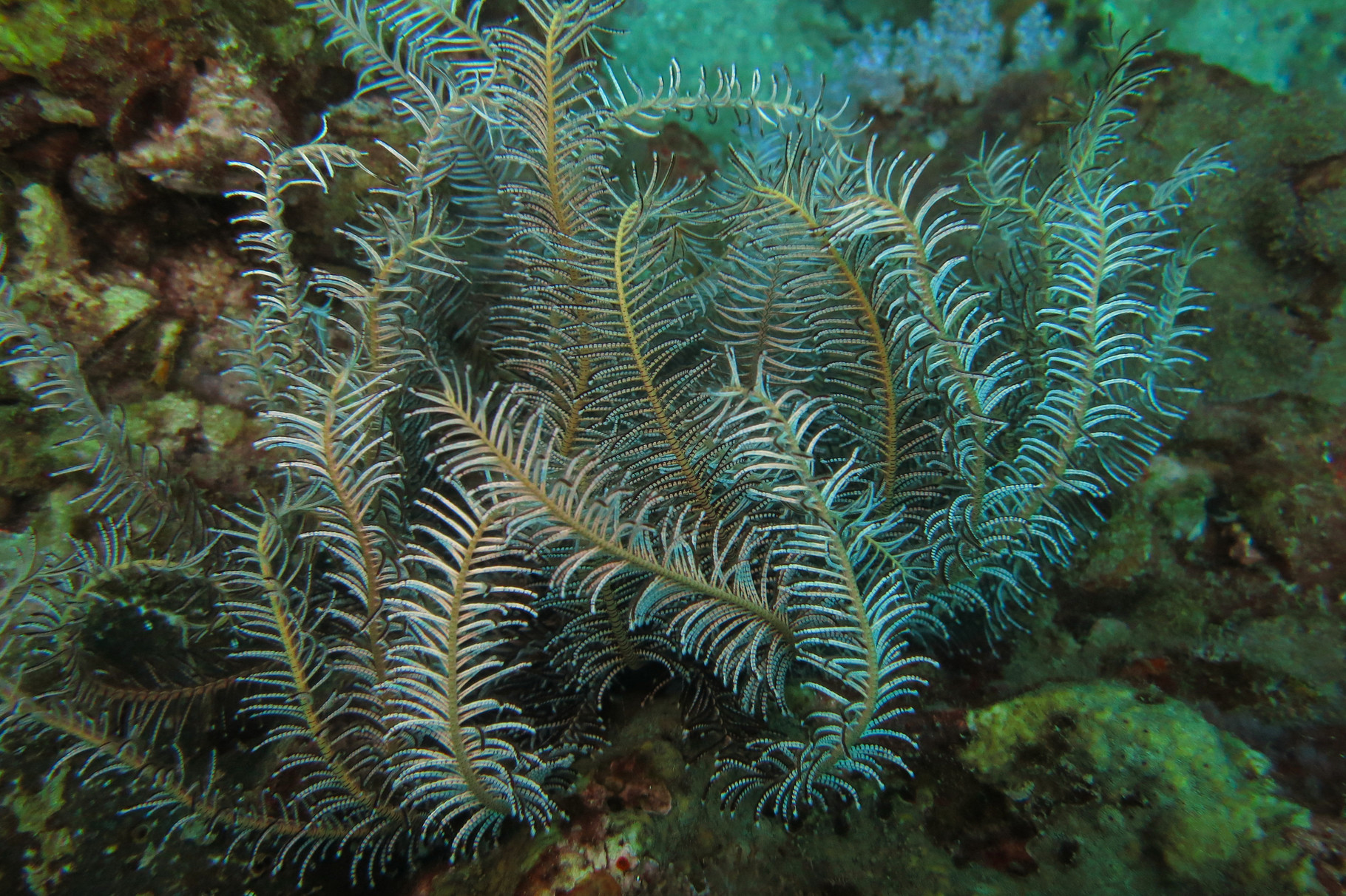 Crinoïde