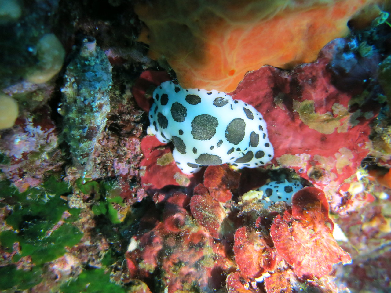 Petrodoris atromaculat, doris dalmatien, Nudibranchia Opisthobranchia Gastropoda Mollusca  