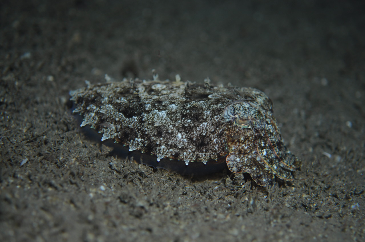 Mollusque céphalopode seiche, Negros orientales, Philippines