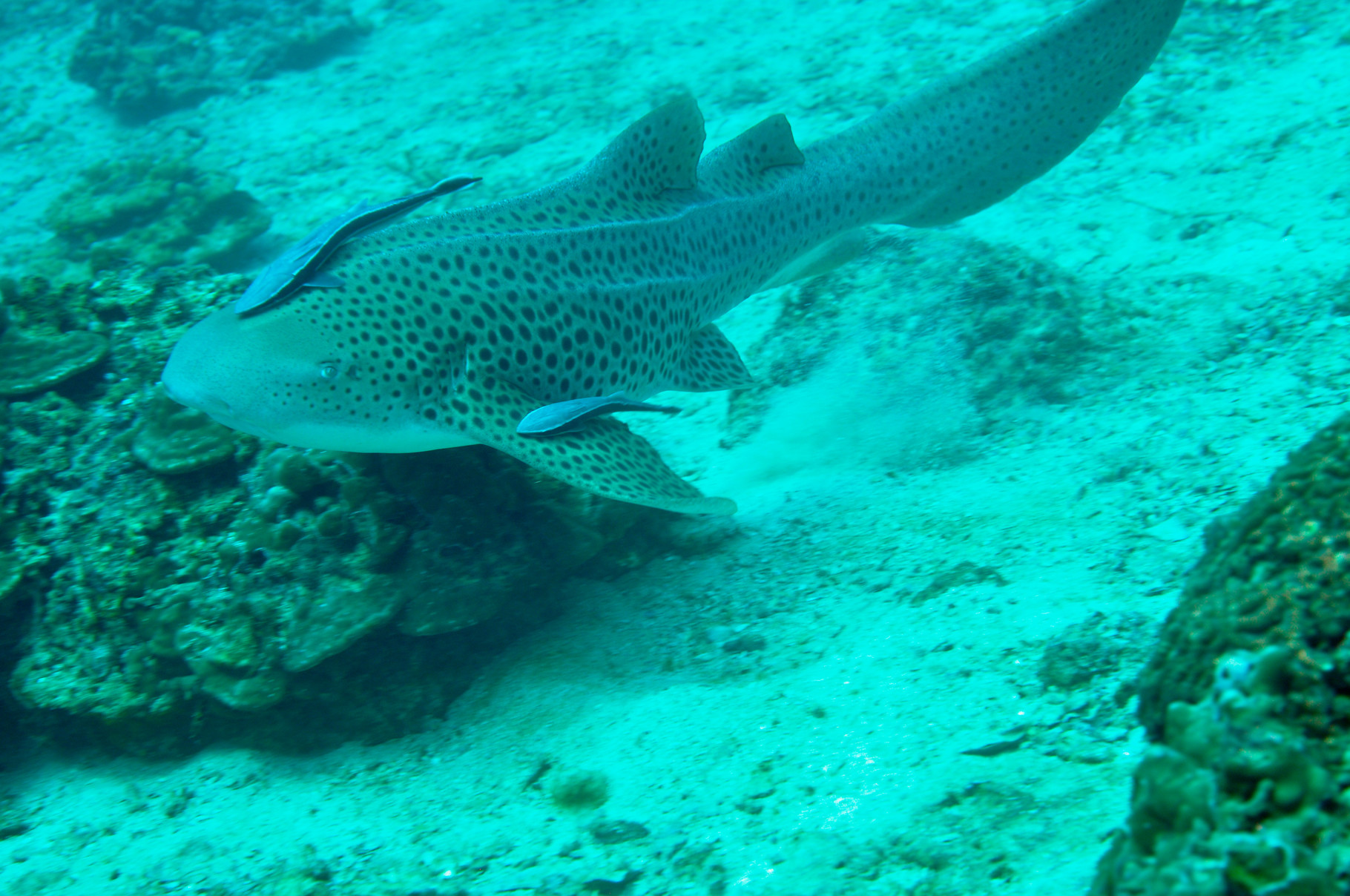 Requin léopard