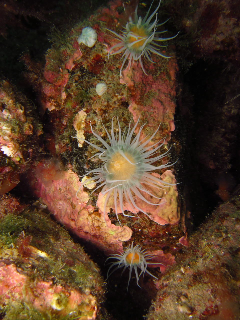 Anémone marguerite Saint-Cast Côte d'Armor