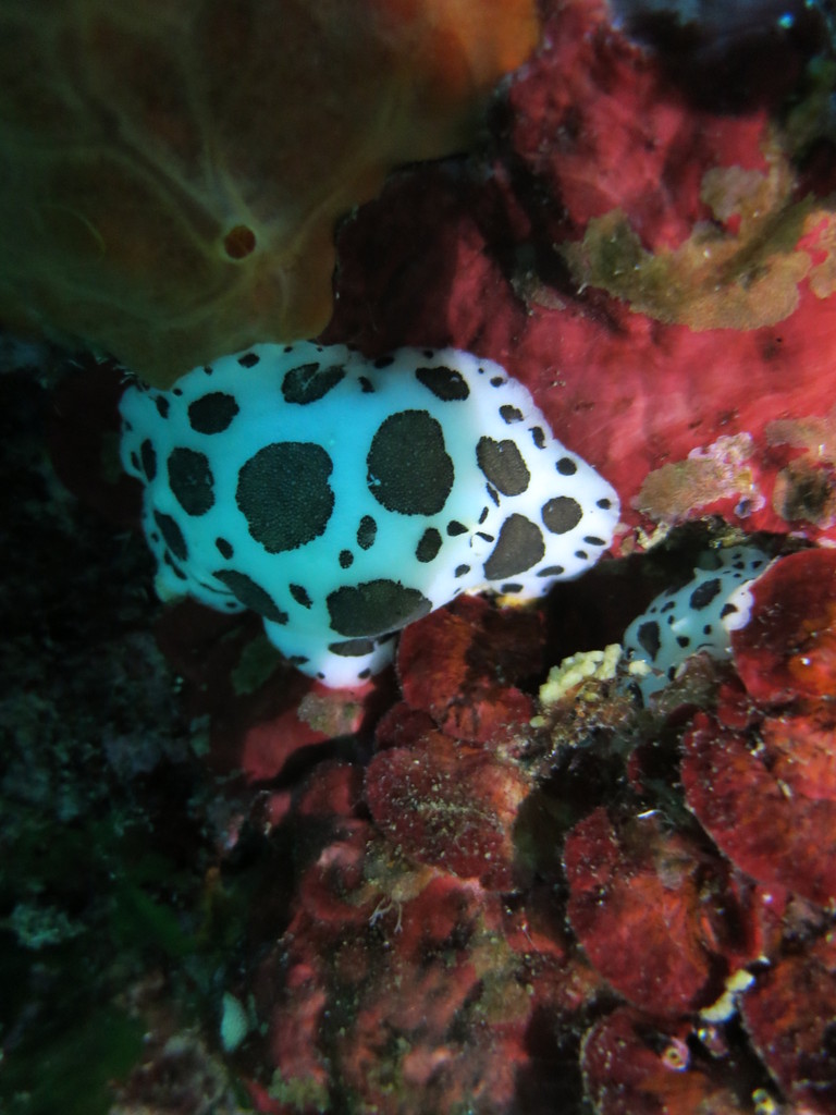 Petrodoris atromaculat, doris dalmatien, Nudibranchia Opisthobranchia Gastropoda Mollusca  