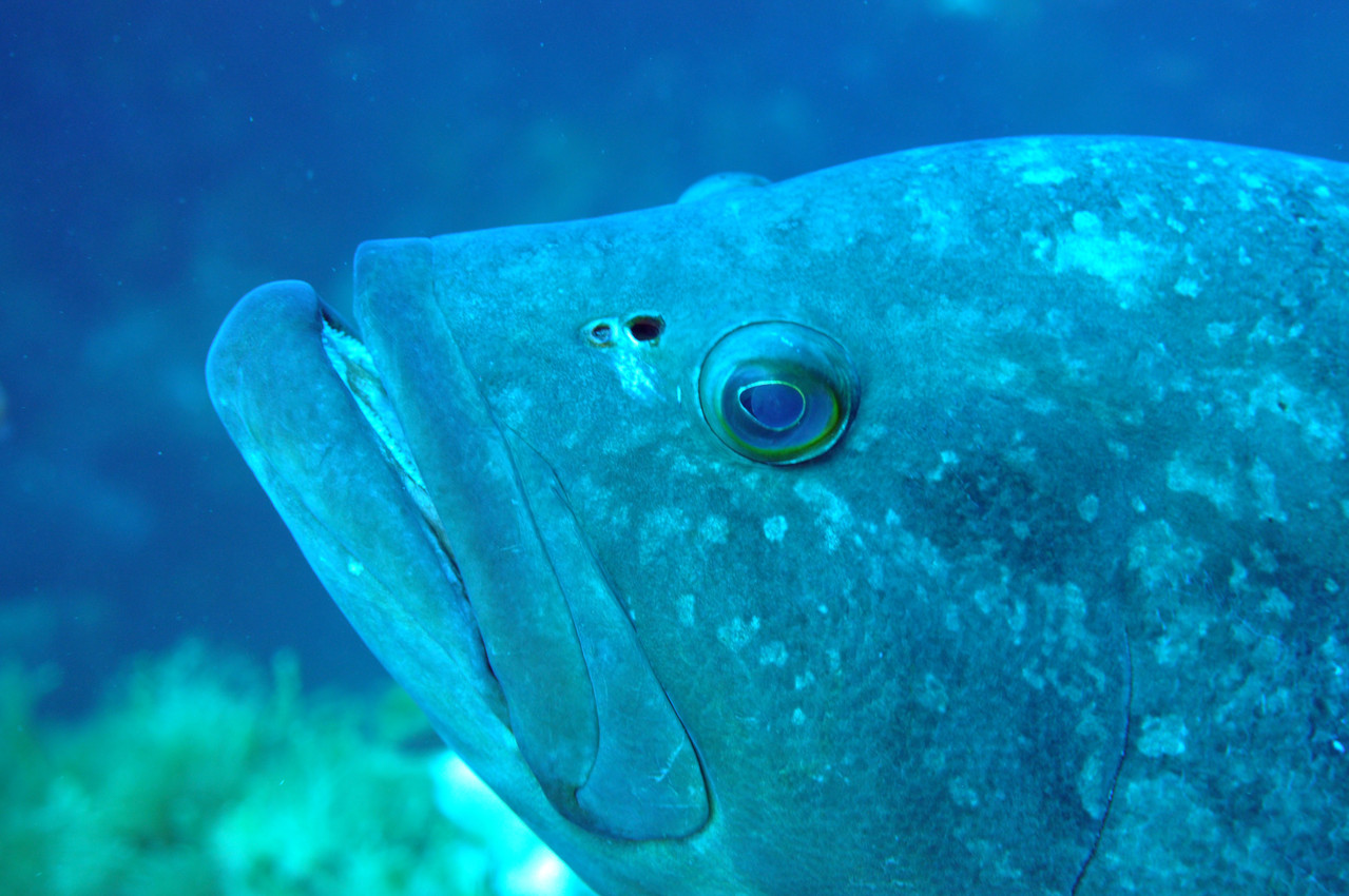 Epinephelus Mérou