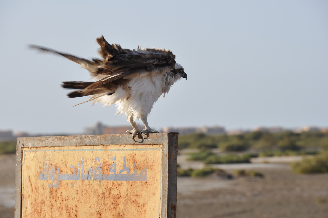 mangrove Wadi Lahami 