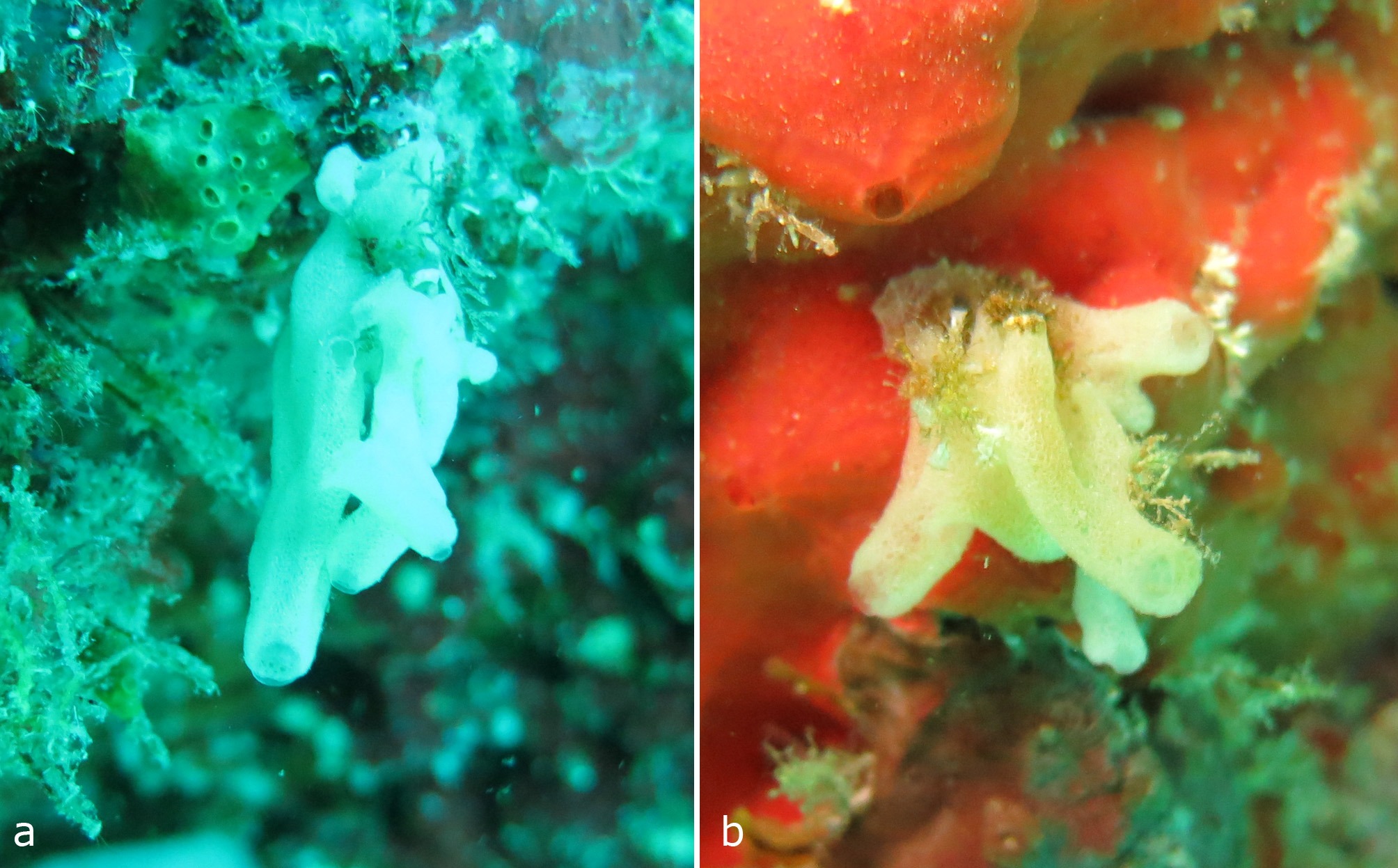 Borojevia_tubulata