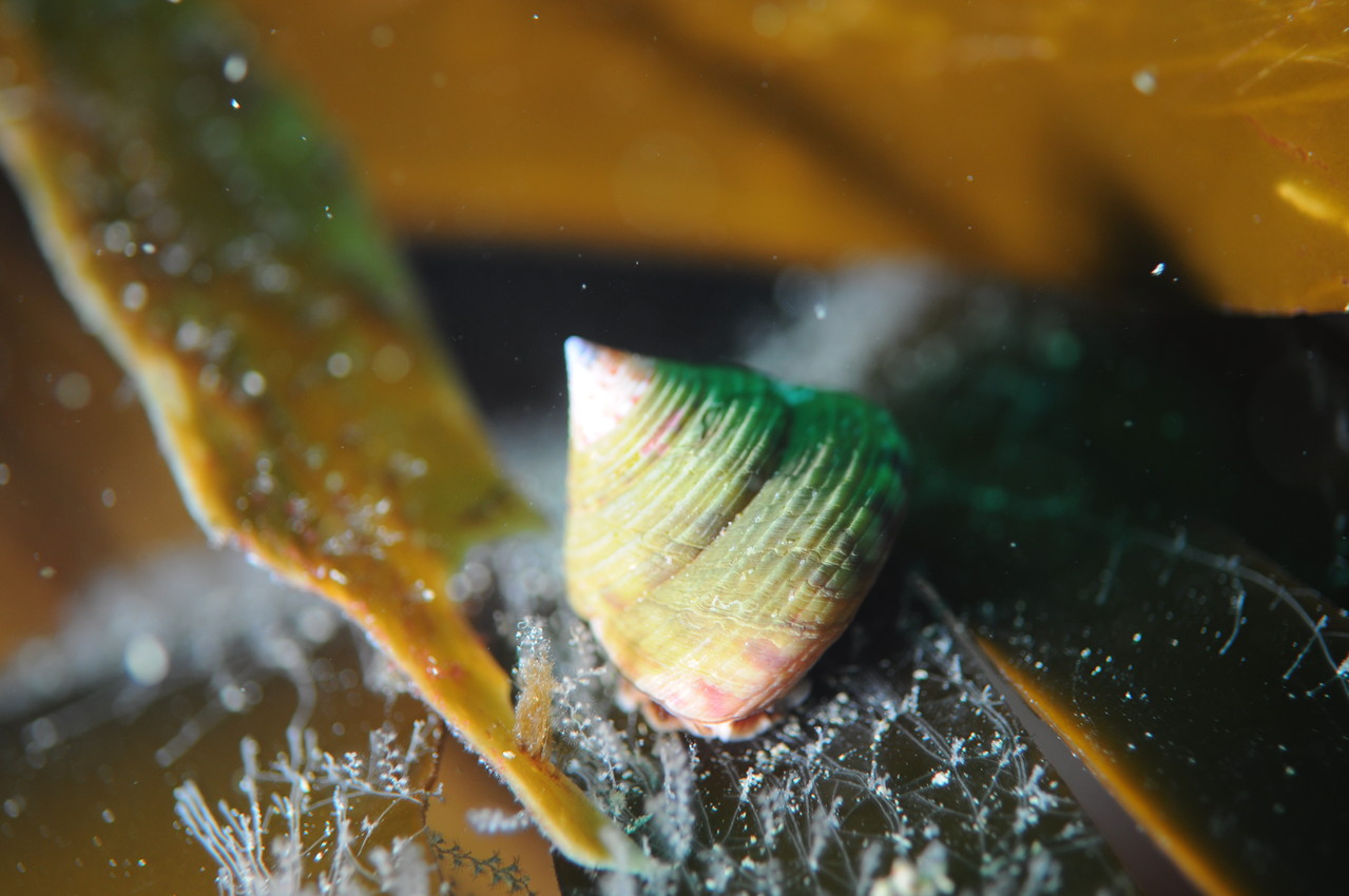 calliostoma zizyphinum, troque-jujube, calliostome, mollusque Saint-Cast Côte d'Armor