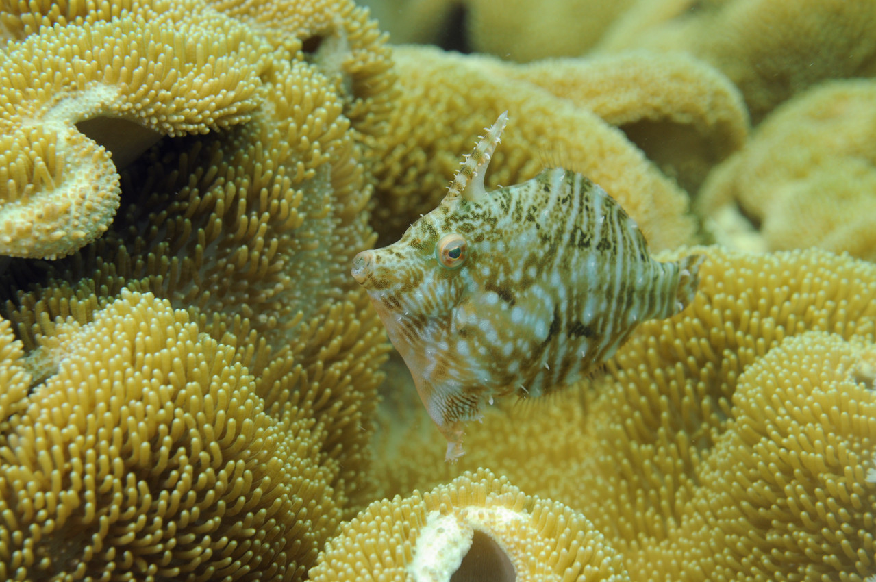 poisson lime acreichthys tomentosus, Negros orientales, Philippines