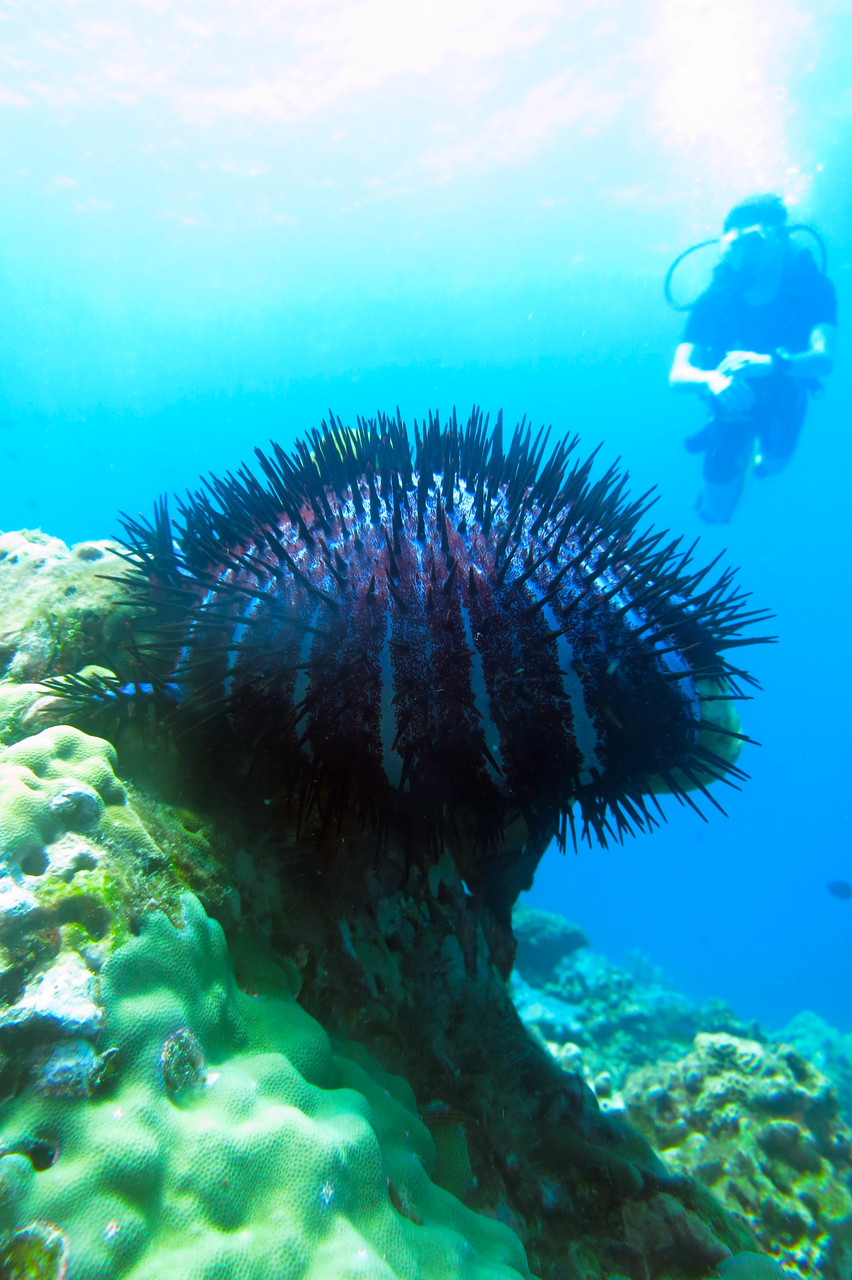 Acanthaster