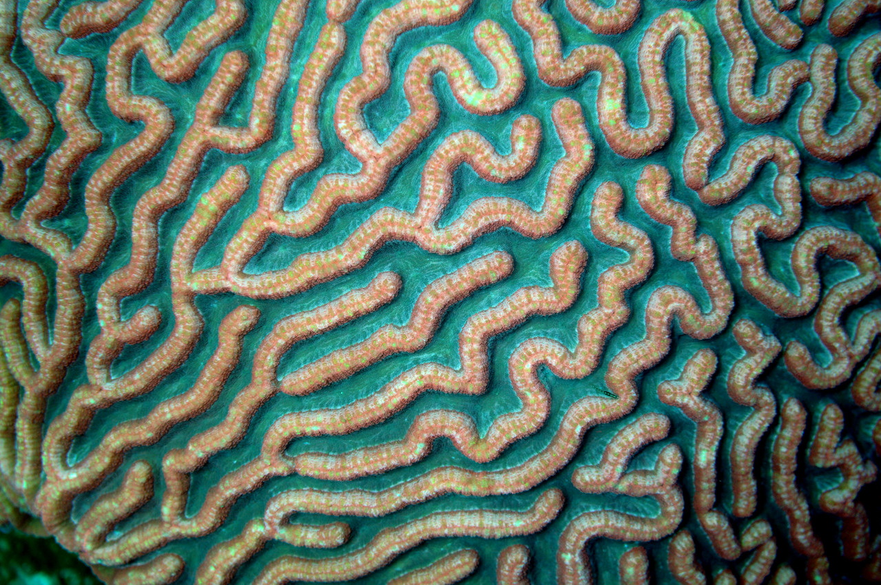 Corail cerveau Anthozoaire exacoralliaire, Negros orientales, Philippines 