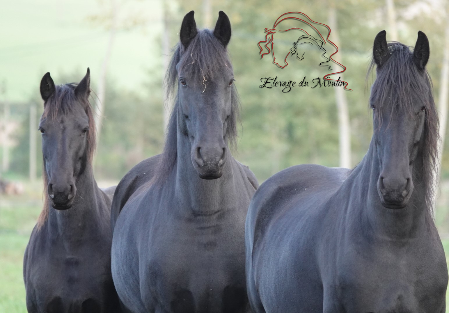 Frison Frison Cheval Chevaux Frison Frison A Vendre Elevage Du Moulin Les Frisons Du Moulin