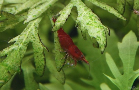 Neocaridina heteropoda var. red "Red cherry"