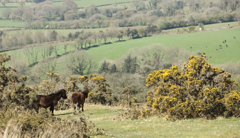 Dartmoor