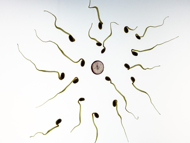 Spermienqualität- was tut den Jungs gut?