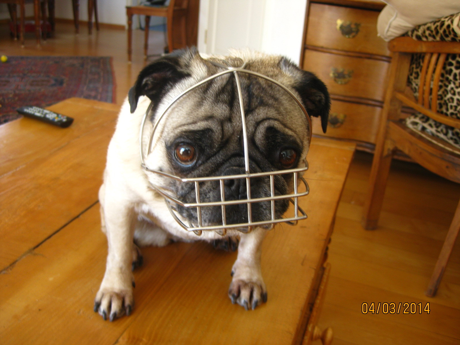 Mops Monty & Co. Kopfmaulkorb für alle Hunde mit flacher Schnauze