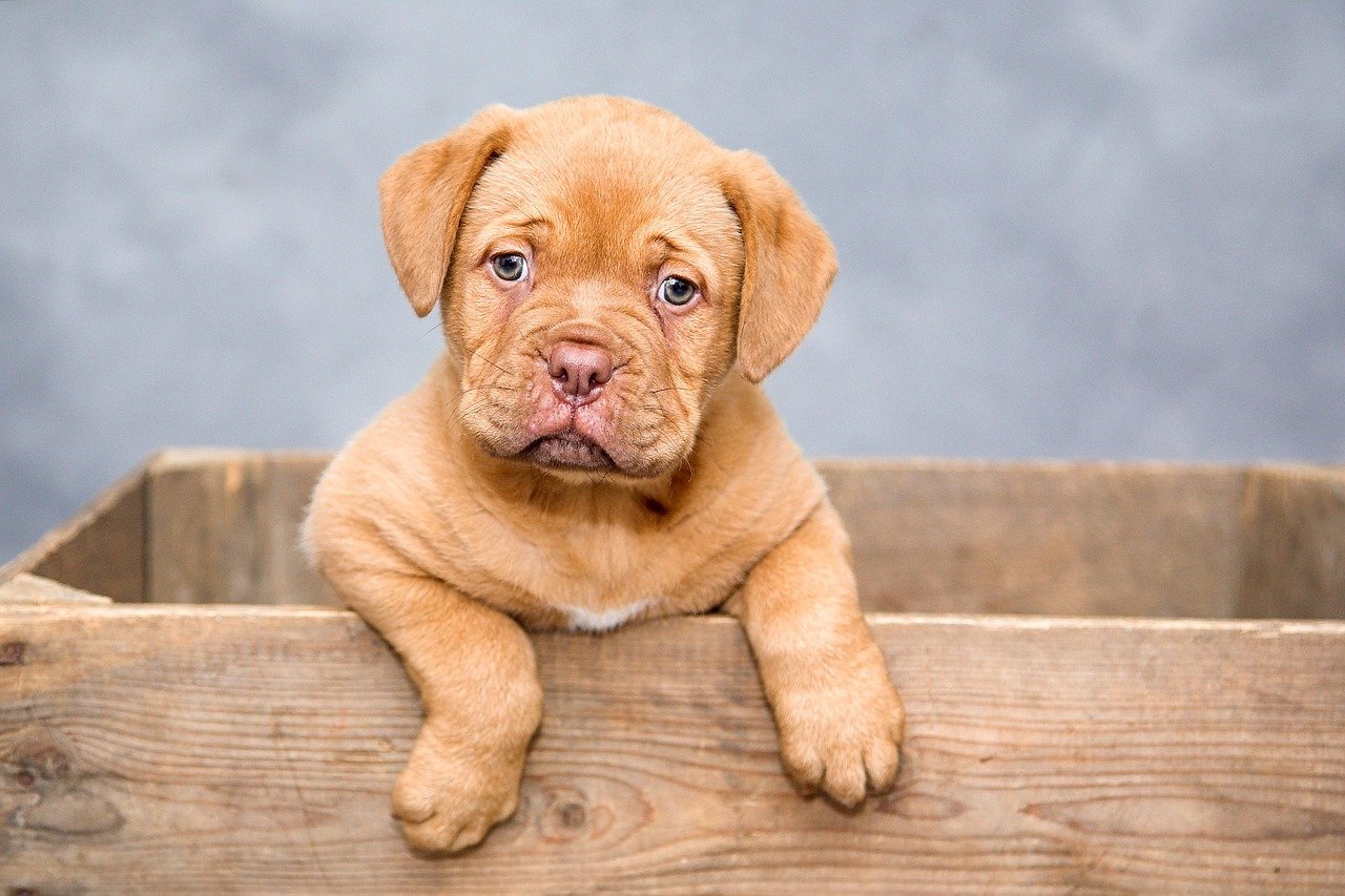 Warum ist eine Tierversicherung für Hundebesitzer so wichtig?