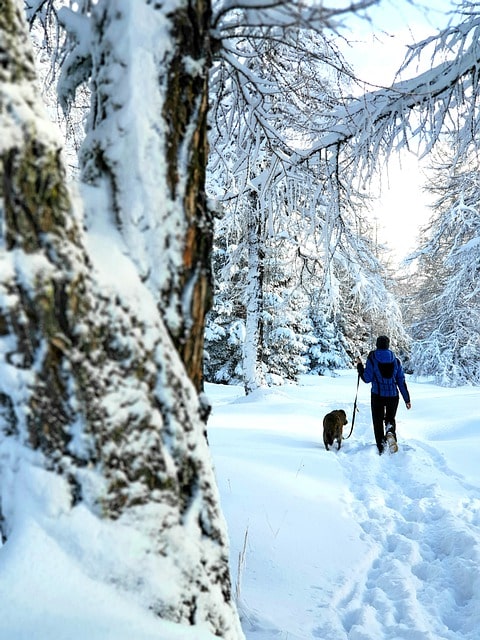 Naturwirt Leutasch: Der beste Urlaub mit Ihrem Hund!