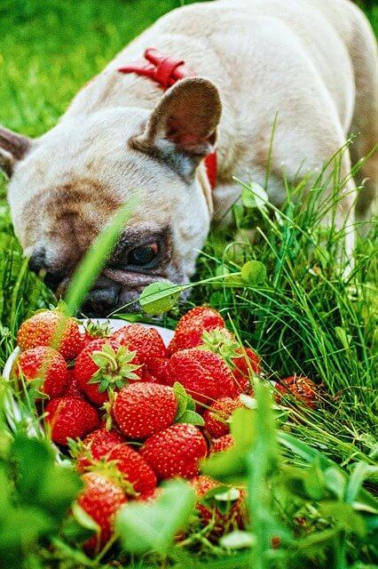 Dürfen Hunde Erdbeeren essen, fressen?