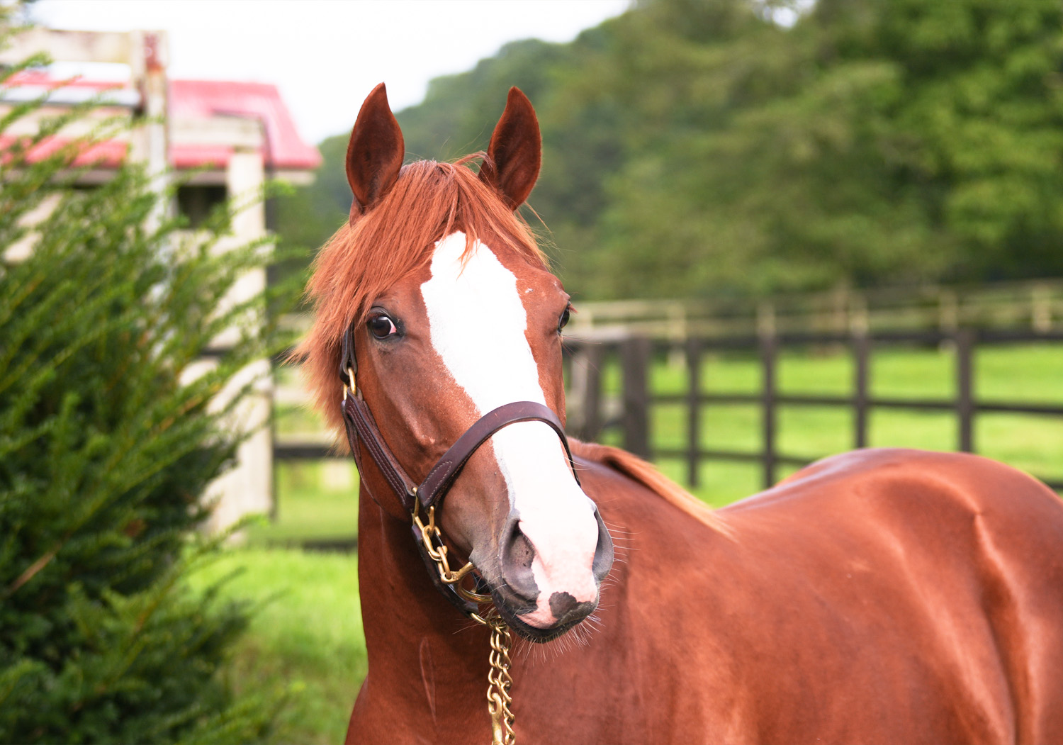 三木田牧場 - サラブレッド 生産・中期育成牧場です