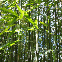 Bambus muss ganzjährig bewässert werden