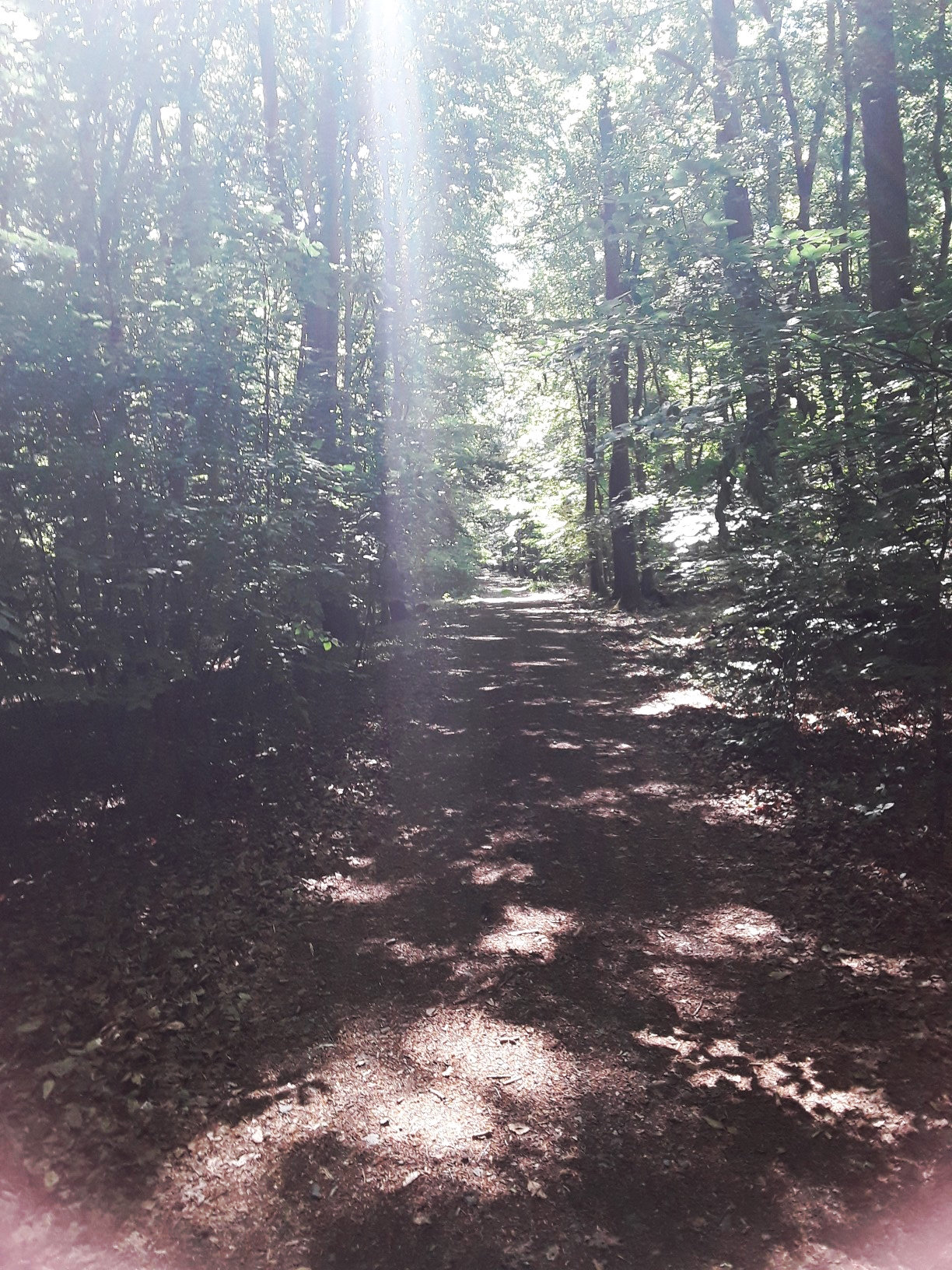 "dieEifel erfahren" S 9 ,Sonnenglanz im Eifeler Wald