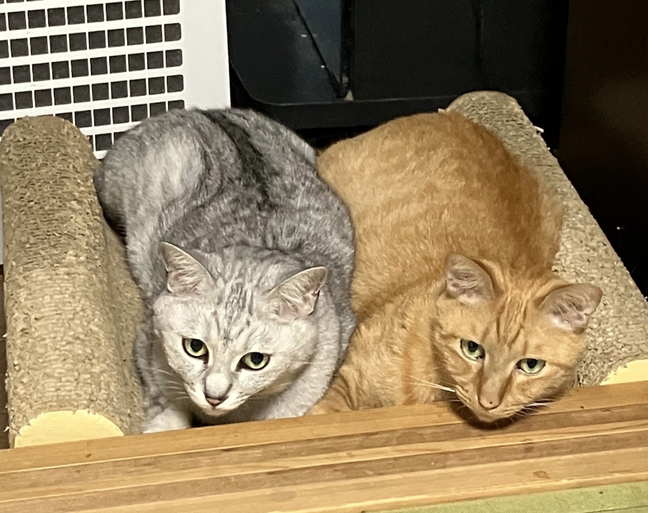 スタッフ猫　タイの生い立ち