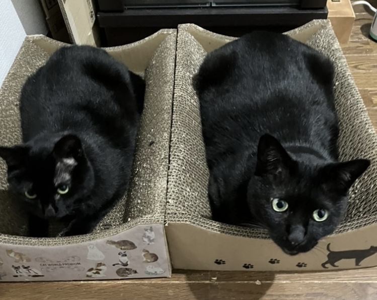 まるちゃんの学習塾の猫たちについて