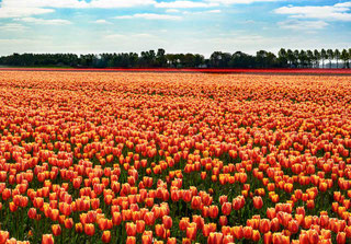Tulpenblüte in Holland