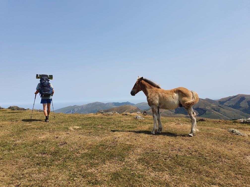 Pferd mit Wanderer auf Berggipfel