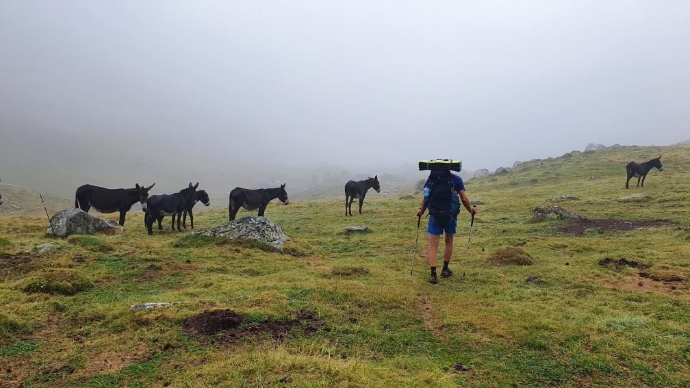 beim Abstieg ins Tal kommt Nebel auf - die Mulis stört das nicht