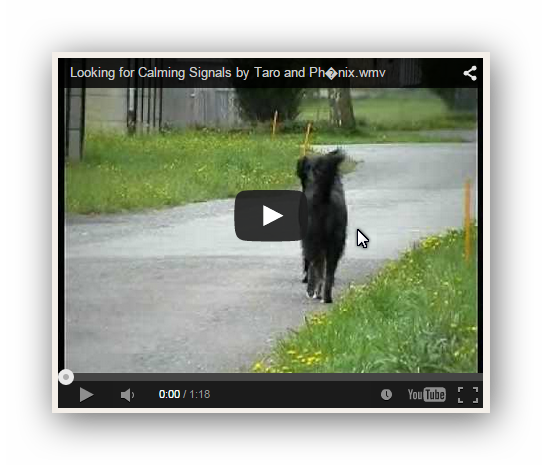 Konfliktsignale bei Hundebegegnungen Hundeschule BALANCE