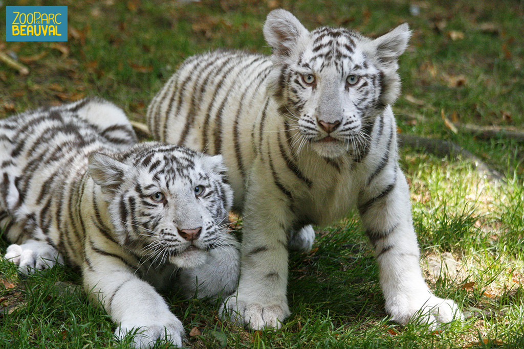 Zoo de Beauval : des produits locaux pour les animaux