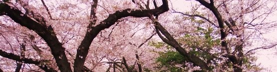 津田山の桜