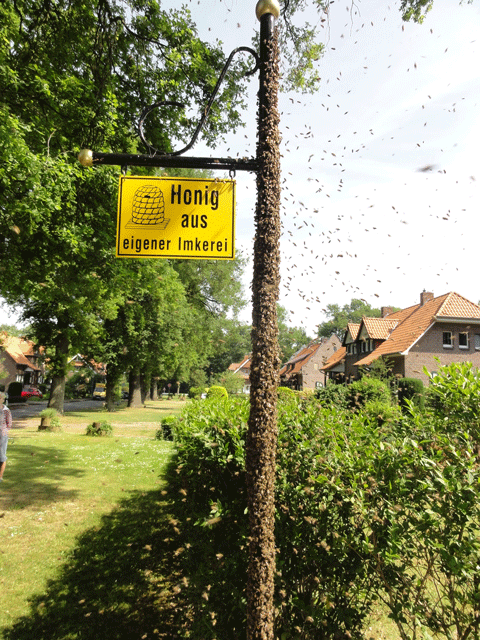 Schwarm aus eigener Imkerei!