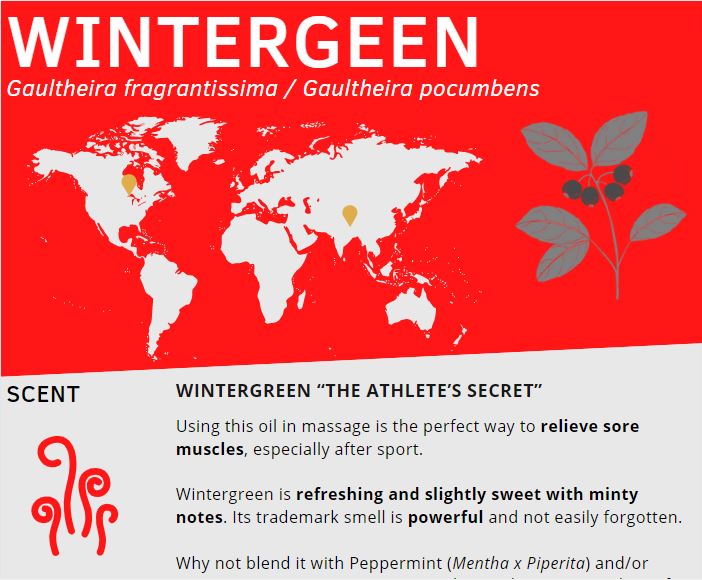 Inforgraphics about WIntergreen essential oil