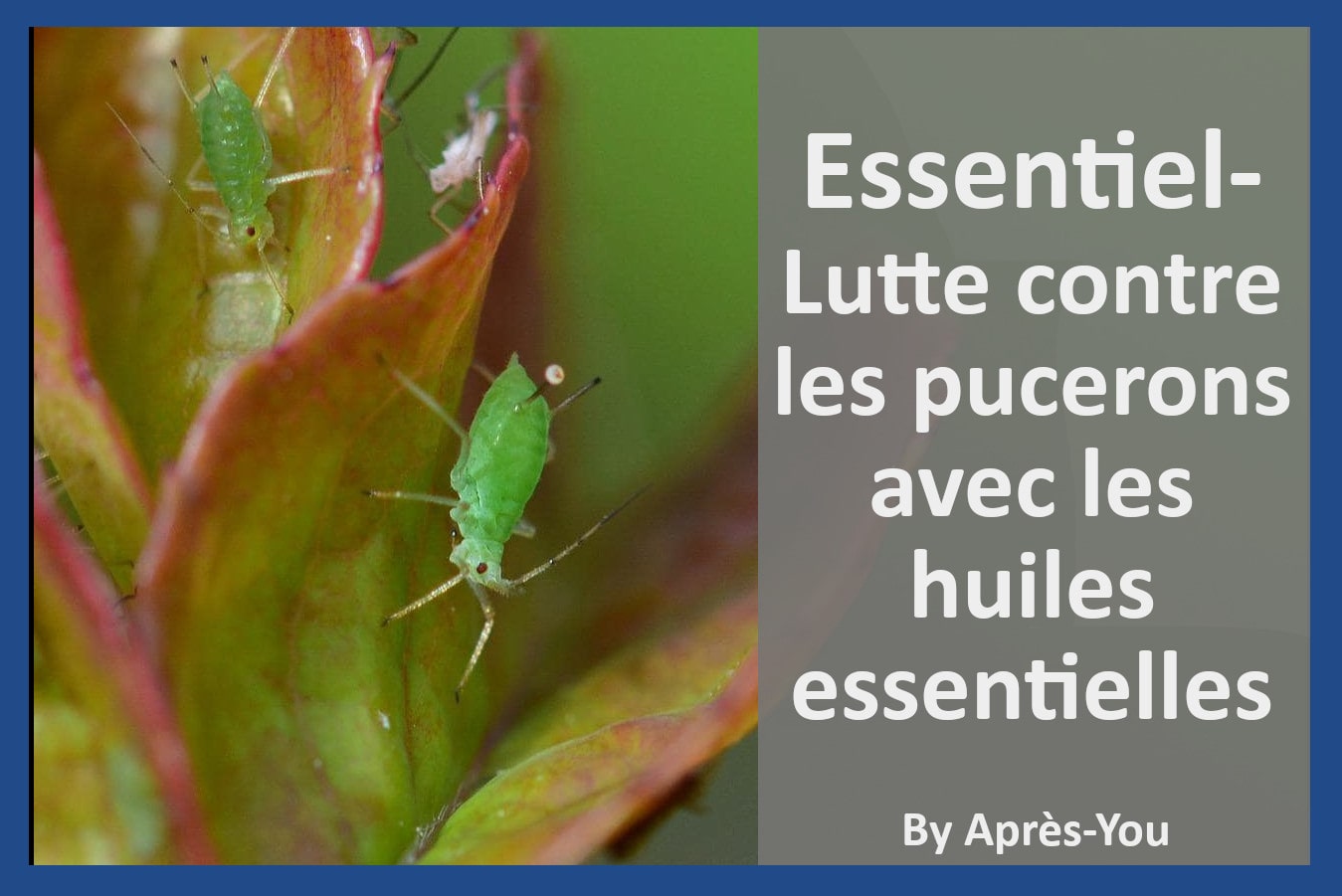 Blog article about aphids and essential oils in French