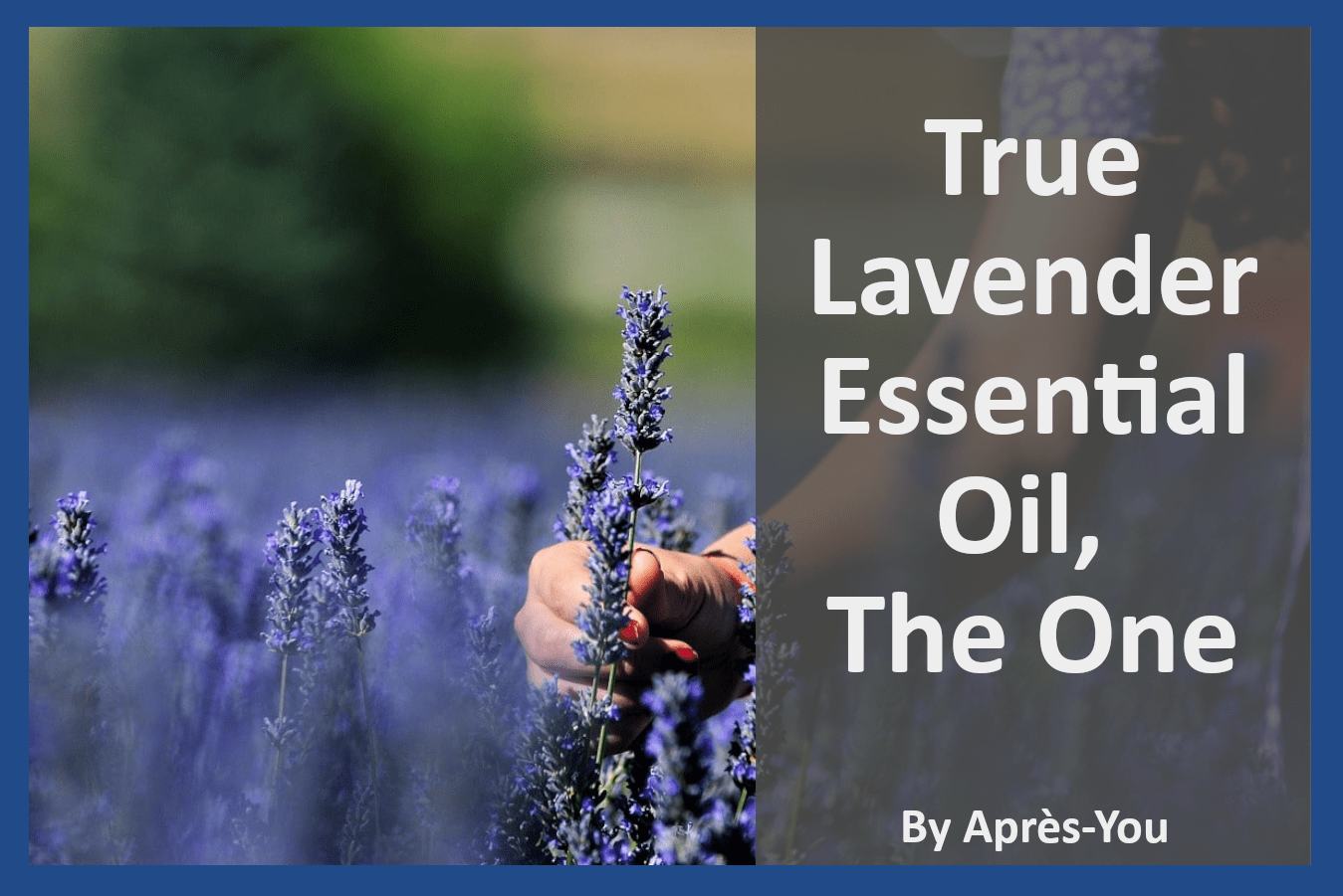 True Lavender Essential Oil