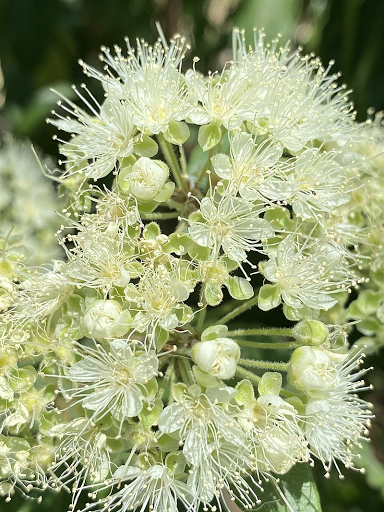 Picture of Lemon Myrtle by Allthingsnative - Own work, CC BY-SA 4.0