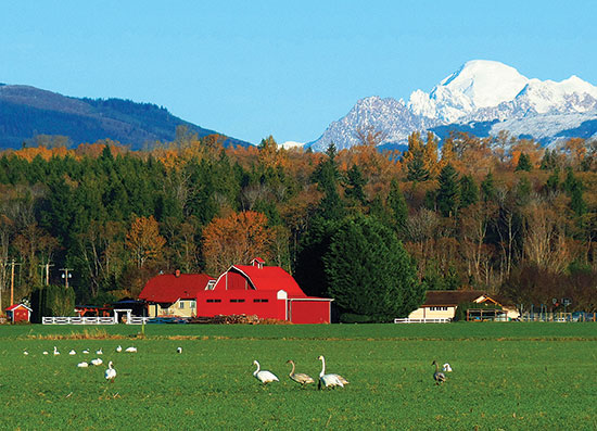 白鳥と鮮やかな赤の小屋とベーカー山との対比、ワシントン州スカジット郡。Photo by Karen Molenarr Terrell.