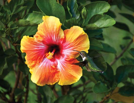 愛らしいフィエスタハイビスカスの花の近くを飛ぶハチドリ。