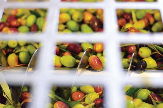 クイーンクリーク・オリーブ・ミルにて収穫される「ミッション」と「コロネイキ」。Photo courtesy Queen Creek Olive Mill
