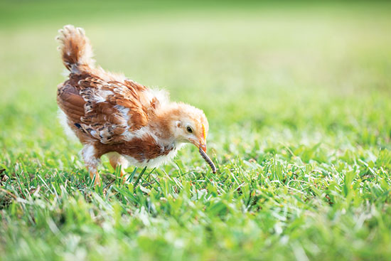 混成の飼料システムでは、ひよこはタンパク質が豊富な青虫を見つける。