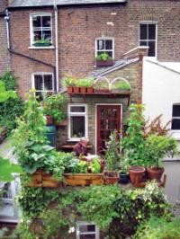 PHOTO: VERTICALVEG/SARAH CUTTLE