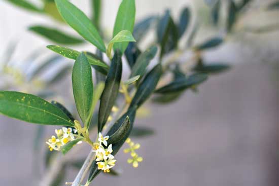 オリーブの樹 (Olea europaea) は地中海原産。Photo courtesy Queen Creek Olive Mill