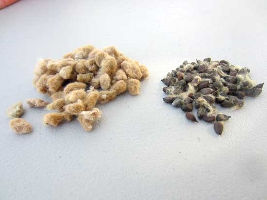 シンディーの農園に由来する固定種、「ナンキン・ブラウン (Nankeen Brown)」(写真左)と「サンフィールド・ブラウン (Sunfield Brown)」Photo by Cindy Conner