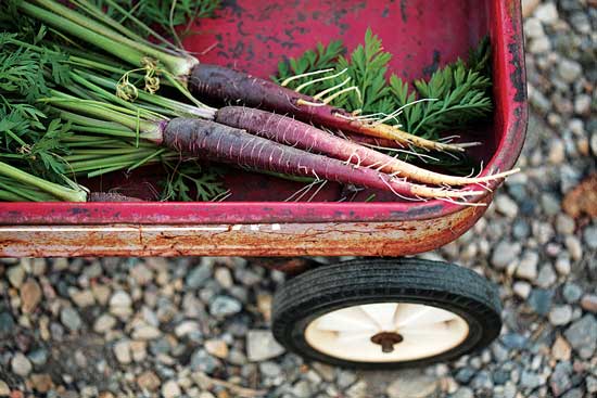 ノースダコタ州立大学のHome Garden Variety Trials で育った紫の人参が入ったワゴン。