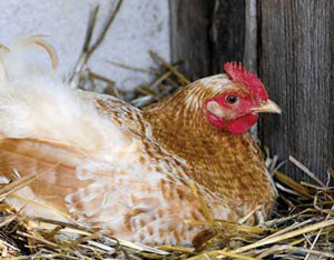 卵を生む雌鳥をいつ屠殺すべきか 専門家に質問 みんなで創る生活文化の雑誌