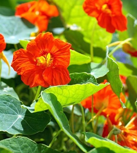 ナスタチウム キンレンカ 食べられる花 みんなで創る生活文化の雑誌 ナスタチウム キンレンカ 食べられる花 みんなで創る生活文化の雑誌