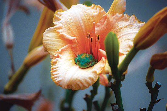 ワスレグサの花の中の蛙。インディアナ州ポーター。 Photo by Athena Auksel