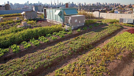Brooklyn Grange は、Rooflite 培養土を高層ビル2ヶ所で使用し、全体で2.5エーカーの野菜畑と30養蜂箱の養蜂場になる。