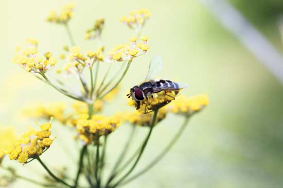 益虫を引寄せるものを植えると良い。こちらは、花に受粉しているハナアブ。Photo by Getty Images/hmproudlove